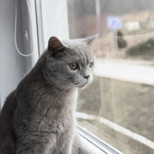 grey cat looking out of a window, the weather looks dull